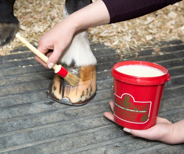 Hoof Dressing Kevin Bacon's