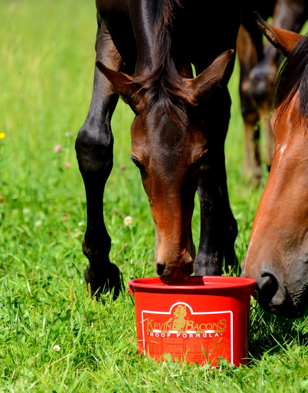 Outdoors - KEVIN BACON HOOF FORMULA